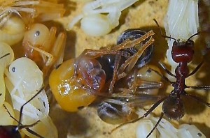 Messor cephalotes _Puppe.jpg