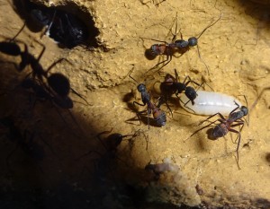 Camponotus cruentatus.jpg