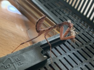 Sphodromantis Gastrica in 4er Häutung, Geschlecht: unbestimmt