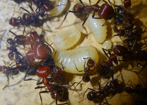 Messor cephalotes 13.03.2021_2.jpg