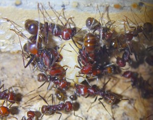 Messor cephalotes 13.03.2021_5.jpg