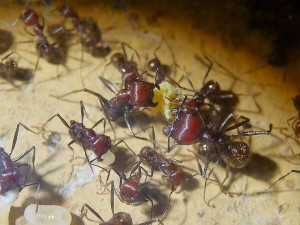 Messor cephalotes 13.03.2021_7.jpg