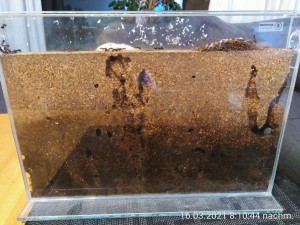 IMG_20210316_201044.jpg (3.32 MiB) 12566 mal betrachtet hinten