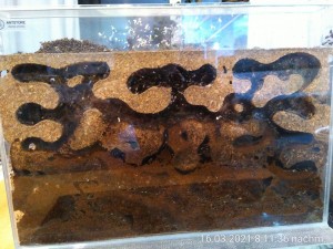 IMG_20210316_201136.jpg (2.87 MiB) 12642 mal betrachtet vorne