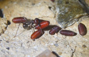 Messor cephalotes mit Fliegenpuppe _2.jpg