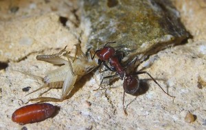 Messor cephalotes mit Heimchen _3.jpg