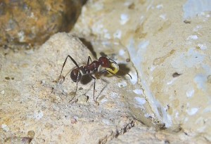 Messor cephalotes mit Korn.jpg