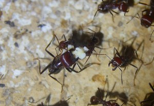 Messor cephalotes mit Ameisenbrot.jpg