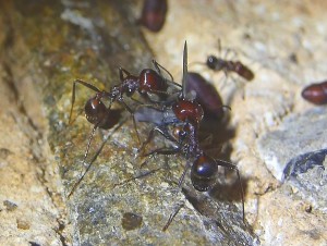 Messor cephalotes mit Fliege _3.jpg