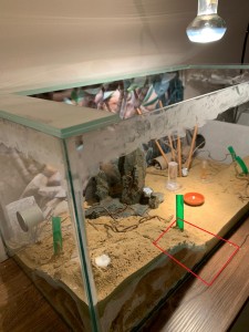 Formicarium.jpg