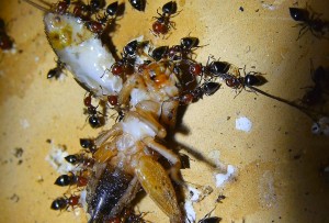 Crematogaster scutellaris zerlegen Heimchen.jpg