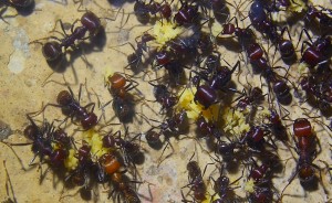 Messor cephalotes _4.jpg