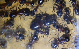 Camponotus ligniperda Königin.jpg
