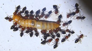 Crematogaster scutellaris futtern Mehlkäferlarve.jpg