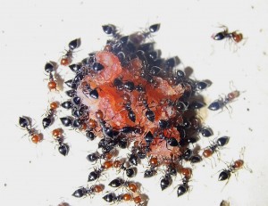 Crematogaster scutellaris futtern Met.jpg