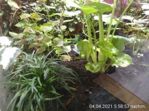 IMG_20210404_175853.jpg