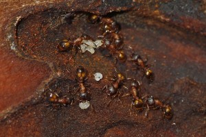 Temnothorax sp (2).jpg