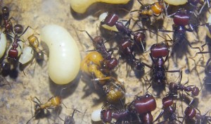 Messor cephalotes gerade geschlüpte Ameise.jpg