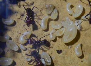 Messor cephalotes Larven _1.jpg