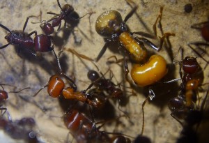 Messor cephalotes Puppenhautreste am Fühler.jpg