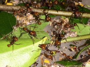 Atta cephalotes bicolor 20190911a.jpg