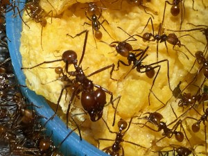 Atta cephalotes bicolor 20190912 IMG_6210.JPG