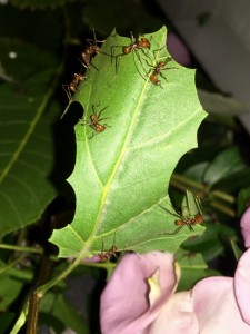 Atta cephalotes bicolor 20190912b.jpg