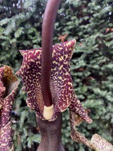 Typhonium venosum 20210418 IMG_0803.JPG