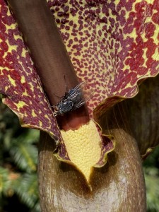 Typhonium venosum 20210418 IMG_0843.JPG