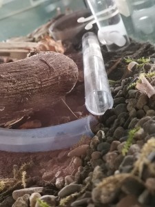 Sie sitzt zurzeit im schlauch und geht für nahrung und wasser ins Reagenzglas