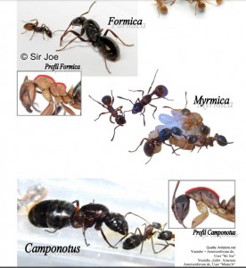 Formica vs Camponotus.jpg