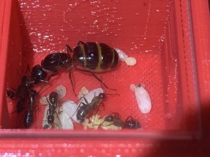 Bild 439: Camponotus ligniperda