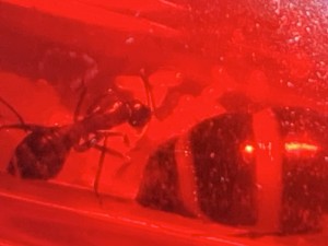 Bild 440: Camponotus herculeanus