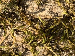 53B0AF25-2F76-41B5-BFD7-EAFE023614CB.jpeg (2.36 MiB) 1802 mal betrachtet Aber auch hier hatte ich GlĂĽck, dass man die Ameise sieht. Nein, ich verrate nicht wo!