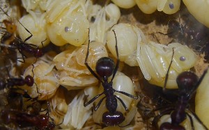 Messor cephalotes Königinpuppe Tag 18 _1.jpg