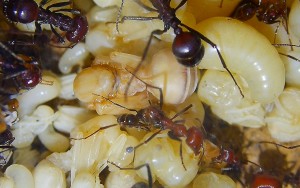 Messor cephalotes Königinpuppe Tag 19 _2.jpg