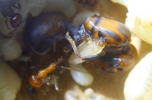 Messor cephalotes Königinpuppe Tag 25 _5.jpg