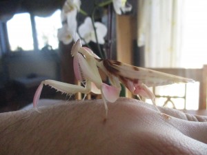 Orchidennmantis