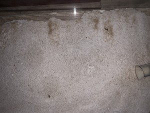 12584C28-868C-429A-8C65-DB27359F7D5D.jpeg (4.3 MiB) 2588 mal betrachtet Bild 455