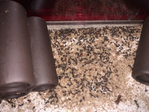 35AAC0FE-B22C-43CB-8DD5-74362A4A6D6B.jpeg (3.88 MiB) 2588 mal betrachtet Bild 452