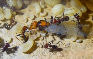 Messor cephalotes Königin _3.jpg