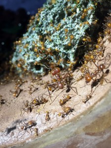 Atta cephalotes bicolor 20191017 IMG_7620 - Soldat 2.JPG