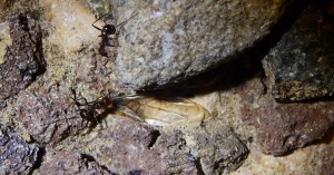 Messor cephalotes Flügel.jpg