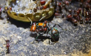 Messor cephalotes Jungköngin _3.jpg