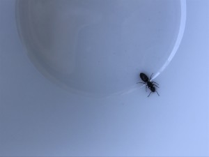 33A96E32-961C-4C2F-8633-DBCE9A88831E.jpeg (1.13 MiB) 1342 mal betrachtet 33A96E32-961C-4C2F-8633-DBCE9A88831E.jpeg
