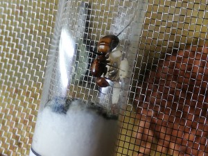 Camponotus nicobarensis