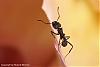 Acromyrmex-2007-Bild5-(640)+C.jpg