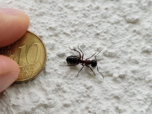 Ameisen mit 10-Centstück 1
