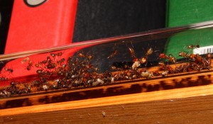 Camponotus nicobarensis in der Röhre.jpg