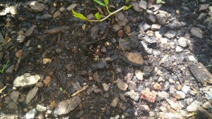 DSC_0627.JPG (4.98 MiB) 935 mal betrachtet DSC_0627.JPG